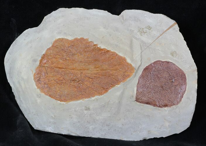 Two Fossil Leafs (Zizyphoides, Beringiaphyllum) - Montana #35736